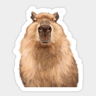 Chubby Capybara Sticker